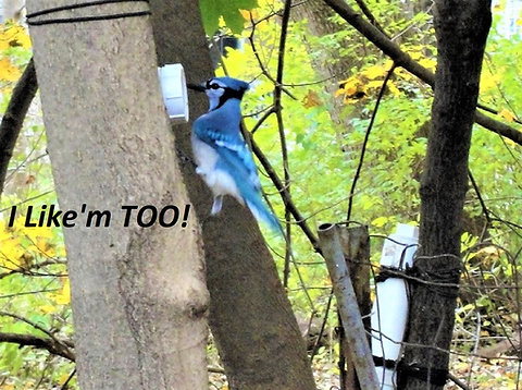 Squirrel Feeder From 2 Pvc Pipe Tirodtactical