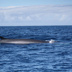 Ein Wal schwimmt im tiefblauen Ozeanwasser unter einem bewölkten Himmel.