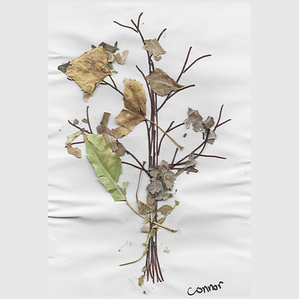 Connor's Crawl FINAL.png