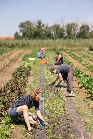 Menschengruppe auf dem Feld