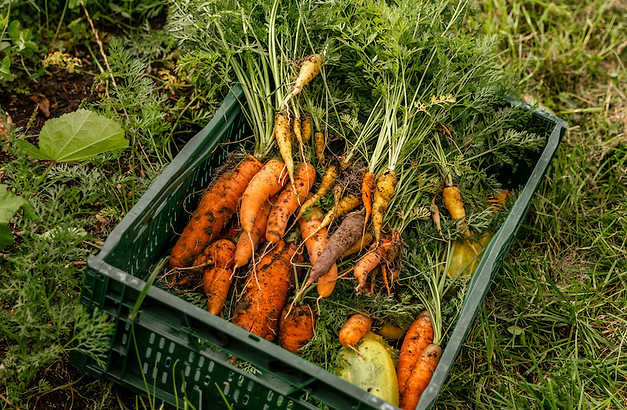 20220903_Tiny Farms_Erntedankfest_©Carla Ulrich-28.jpg