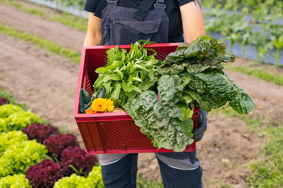 Gärtnerin mit roter Gemüsekiste Tiny Farms Veggie Box