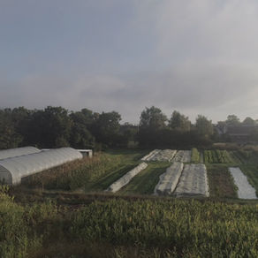 Market Gardening – die Landwirtschaft der Zukunft?