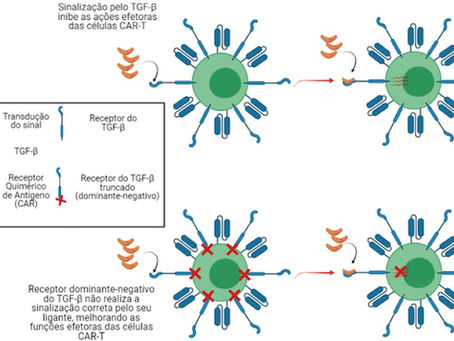 Receptor Dominante-negativo para TGF-β melhora a proliferação e ação de células CAR-T anti-PSMA