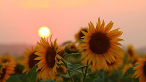 Consider the lilies.