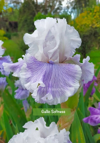 Gallic Softness | Iris Endeavours