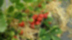 Aardbeien
