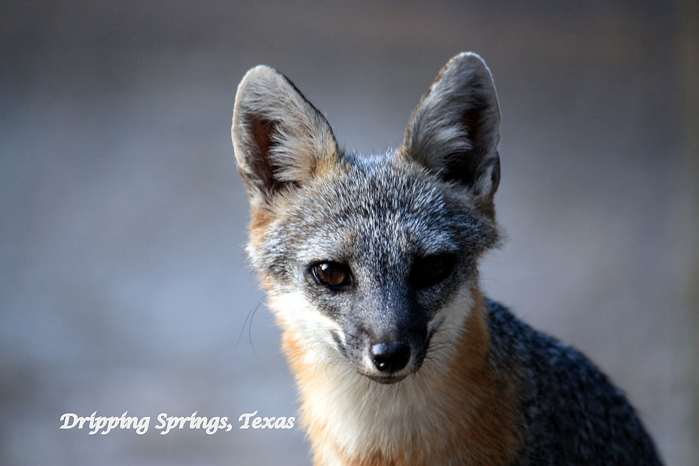 Grey Fox