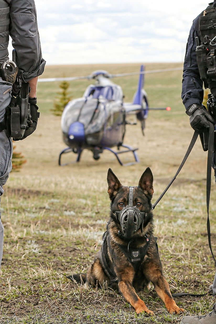 K9 Course Hawks-378 copy.JPG
