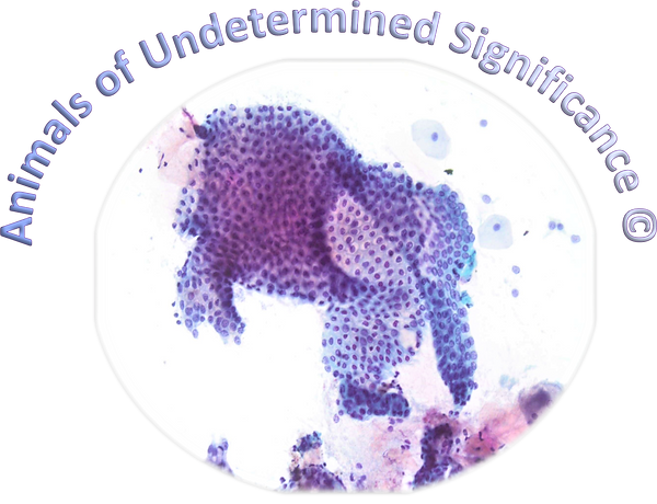 AUS logo and copyright