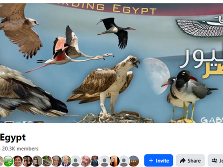 Birdwatching on the Nile