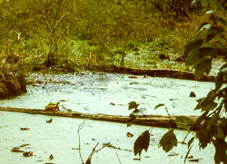 Frygtløs_skildpadde