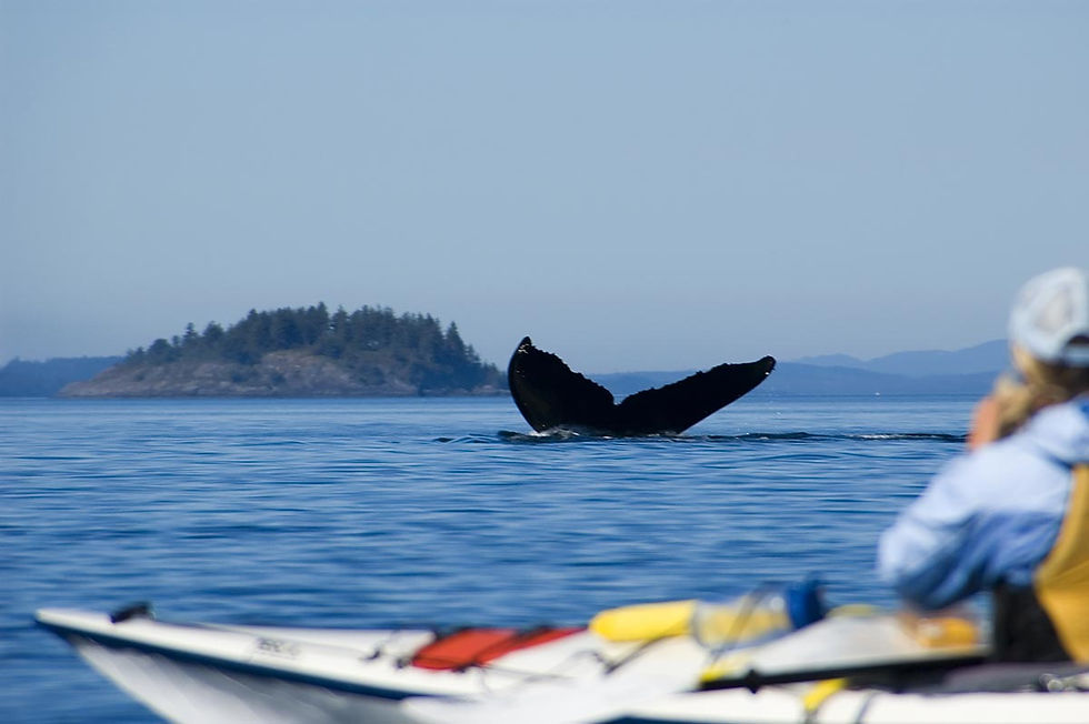 Sea-Kayaking---Johnstone-Strait.jpg
