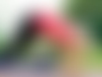 Goat yoga in Aurora on September 7