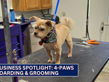 Business Spotlight: 4-Paws Boarding & Grooming in Versailles 