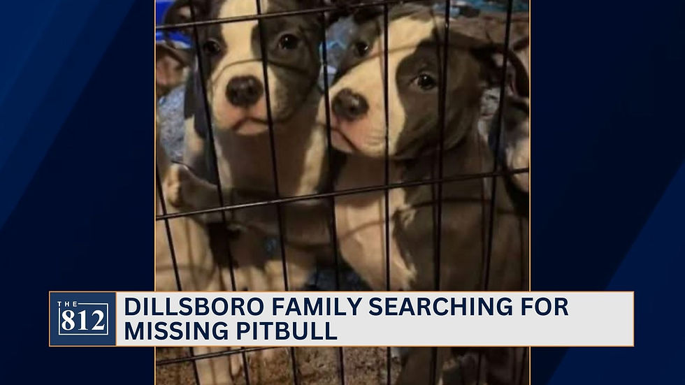 Dillsboro family searching for missing pitbull puppy