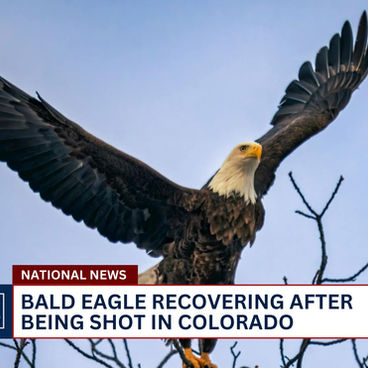 Bald Eagle recovering after being shot in Denver suburb