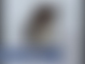 Dearborn Co. family offering $1K reward for missing dog