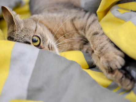 Tolleranza digestiva del gatto e composizione dell’alimento: ruolo delle proteine e delle fibre
