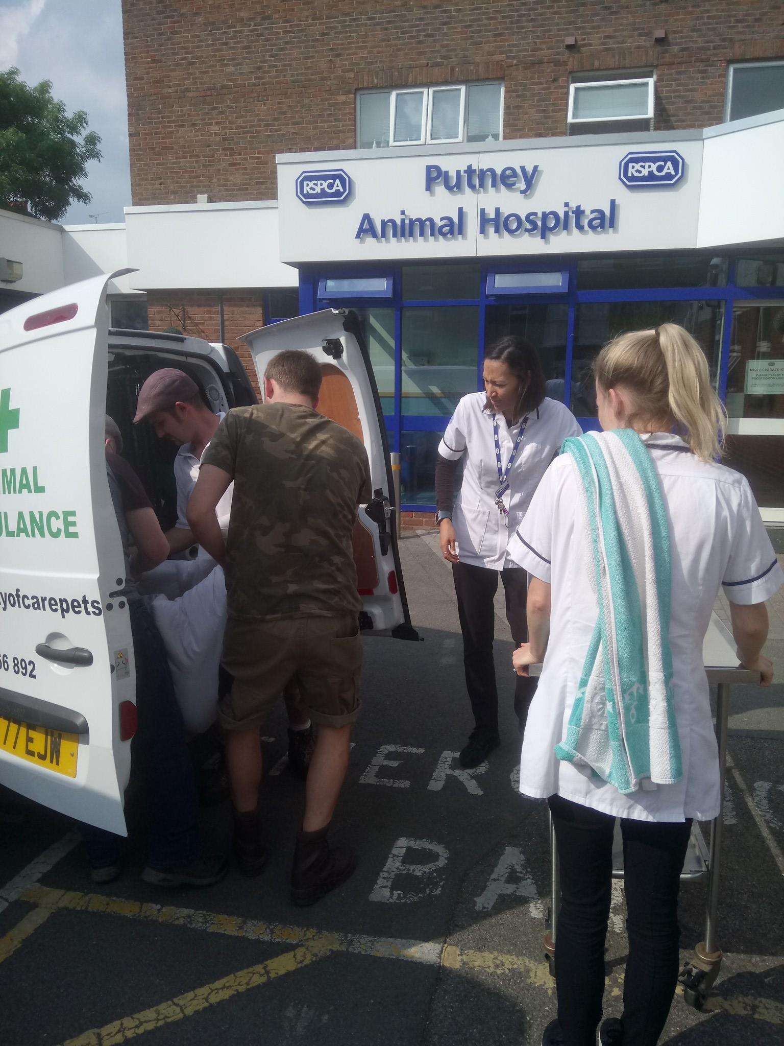 Animal Ambulance Duty of Care Pet Services