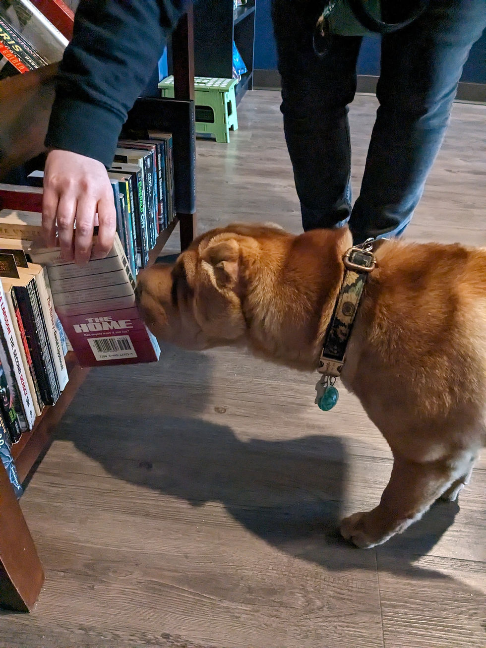 A dog sniffing out a book at Raven's End Books