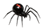 Black widow spider