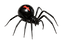Black widow spider