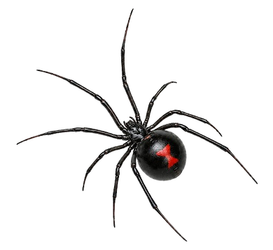 Black widow spider