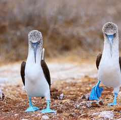 When You Picnic with a Blue-Footed Booby