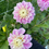 Thumbnail: 'Fluffles' Dahlia Tuber
