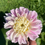 Thumbnail: 'Fluffles' Dahlia Tuber