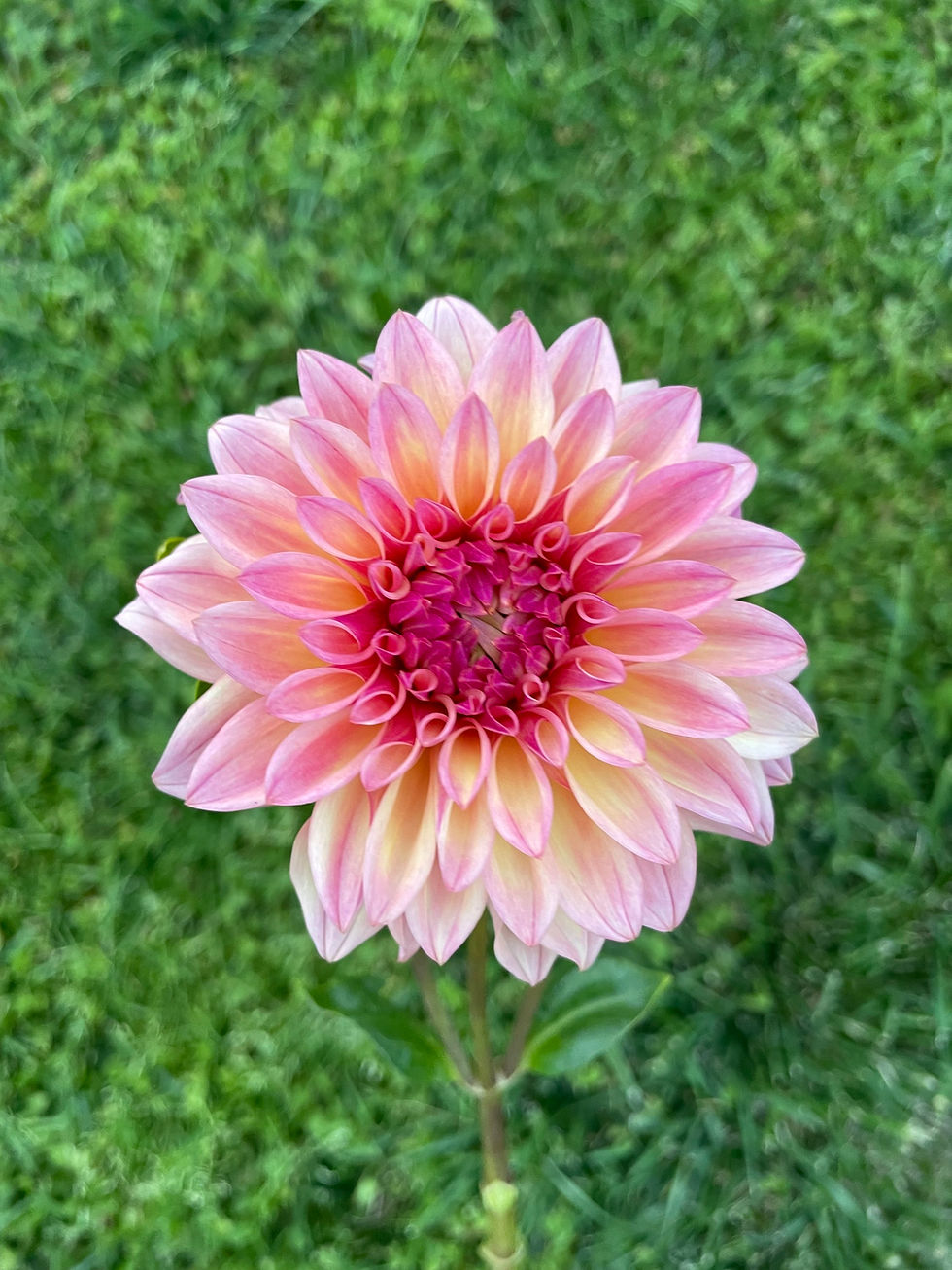 Thumbnail: Dahlia 'September Morn' Tuber