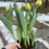 Thumbnail: Potted tulips