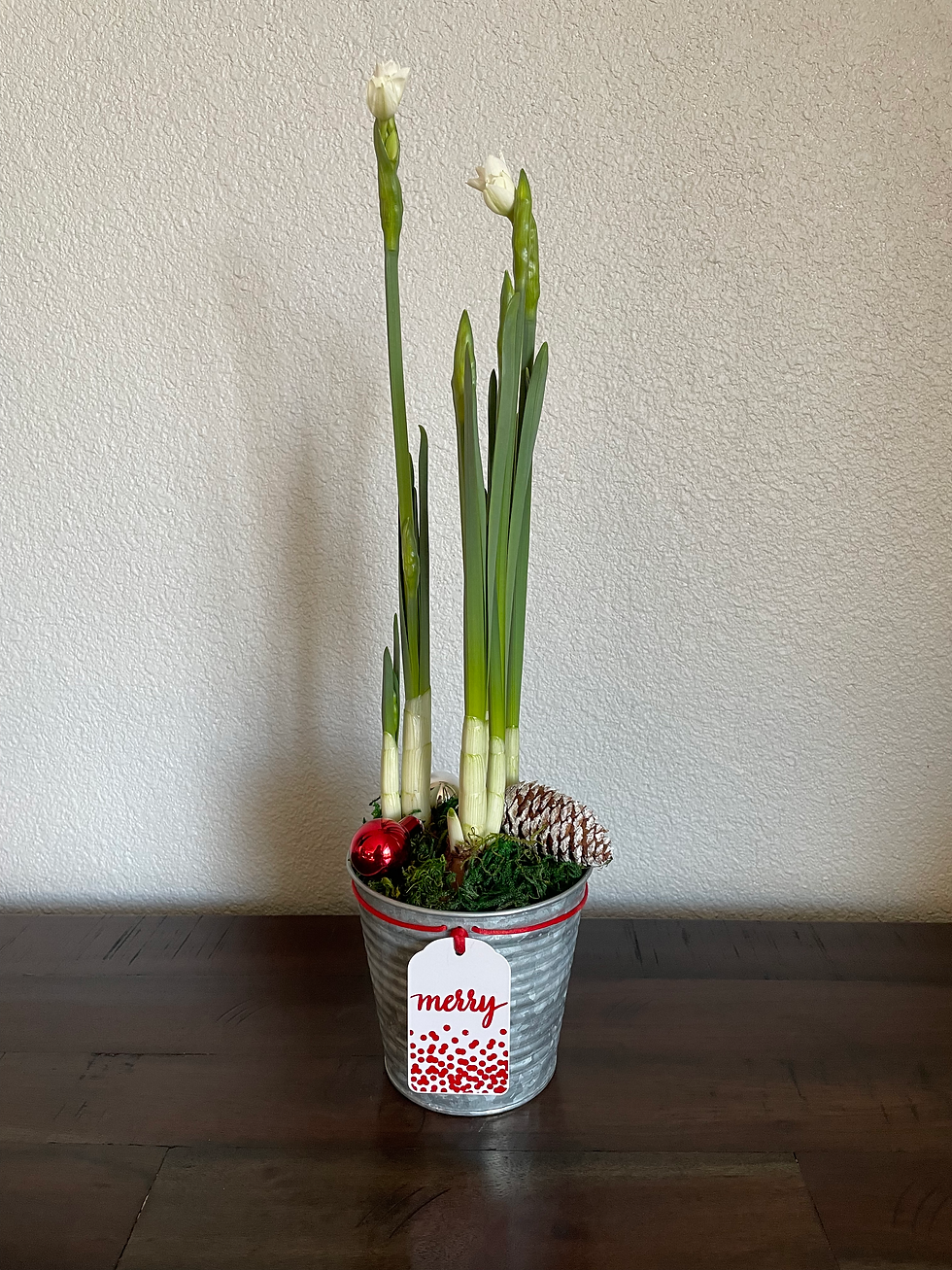 Holiday Tin Paperwhite