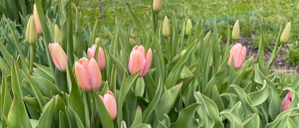 Thumbnail: 'Menton' Tulip Bulbs