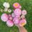 Thumbnail: Strawflower 'Silvery Rose' 6-pack