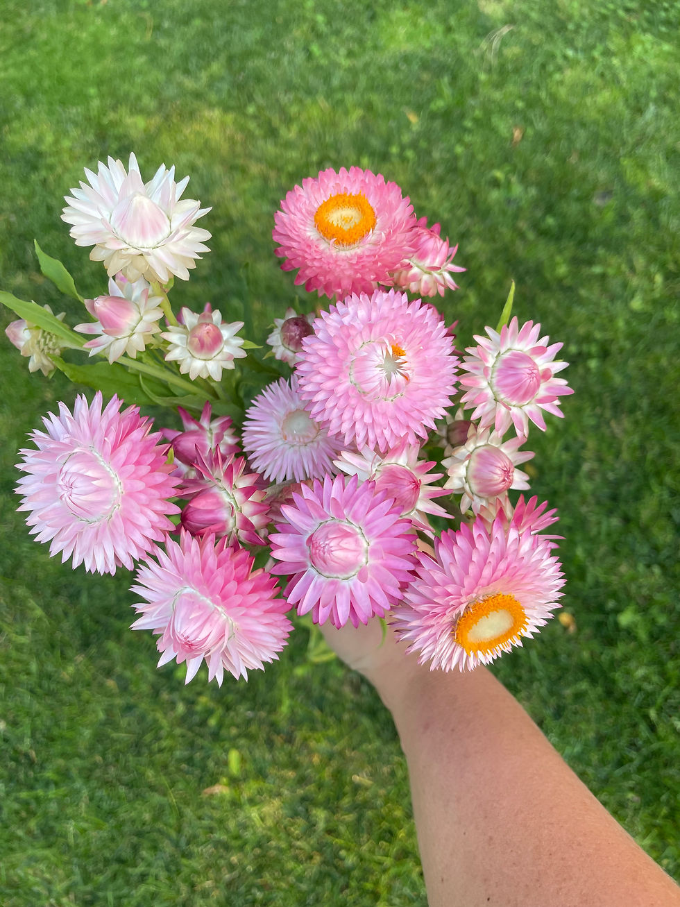 Thumbnail: Strawflower 'Silvery Rose' 6-pack
