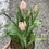 Thumbnail: Potted tulips
