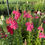 Thumbnail: Potomac 'Dark Pink' Snapdragon Seedling 6-pack