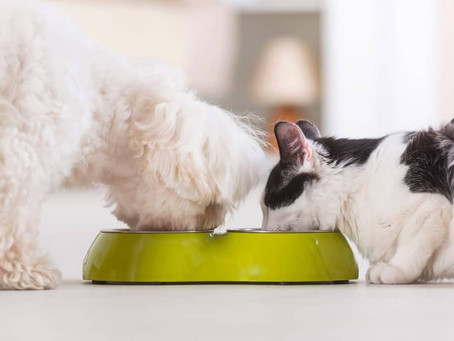 Comment lire les ingrédients concernant la nourriture pour chiens et chats ?