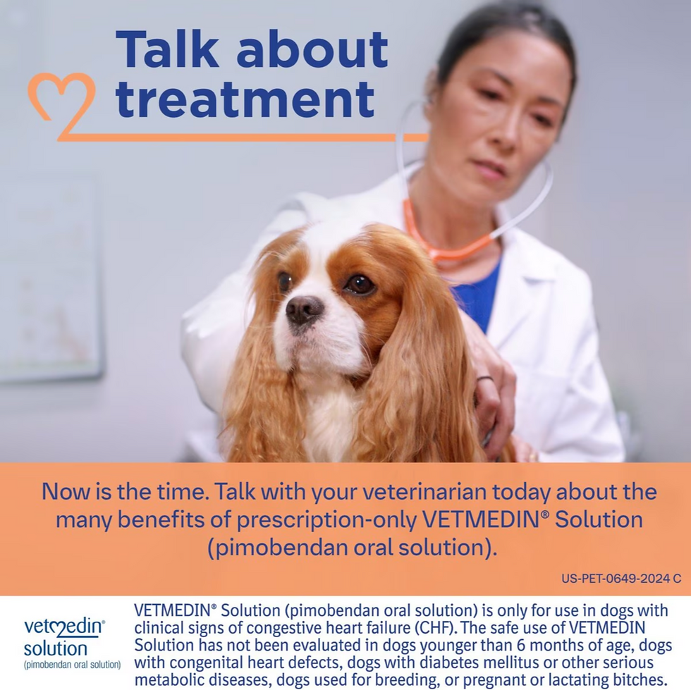 Thumbnail: Vetmedin (Pimobendan) Solution for Dogs, 1.5mg/mL, 50 mL