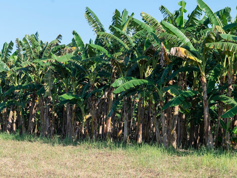 Pioneering a banana plantation on degraded land in Palangka Raya