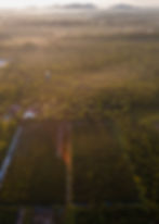 Palm oil land rehabilitation