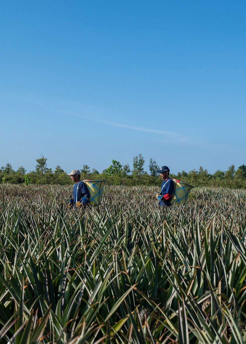 soil-restoration-service-indonesia-9.jpg