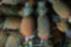 soil-restoration-service-indonesia-40.jpg