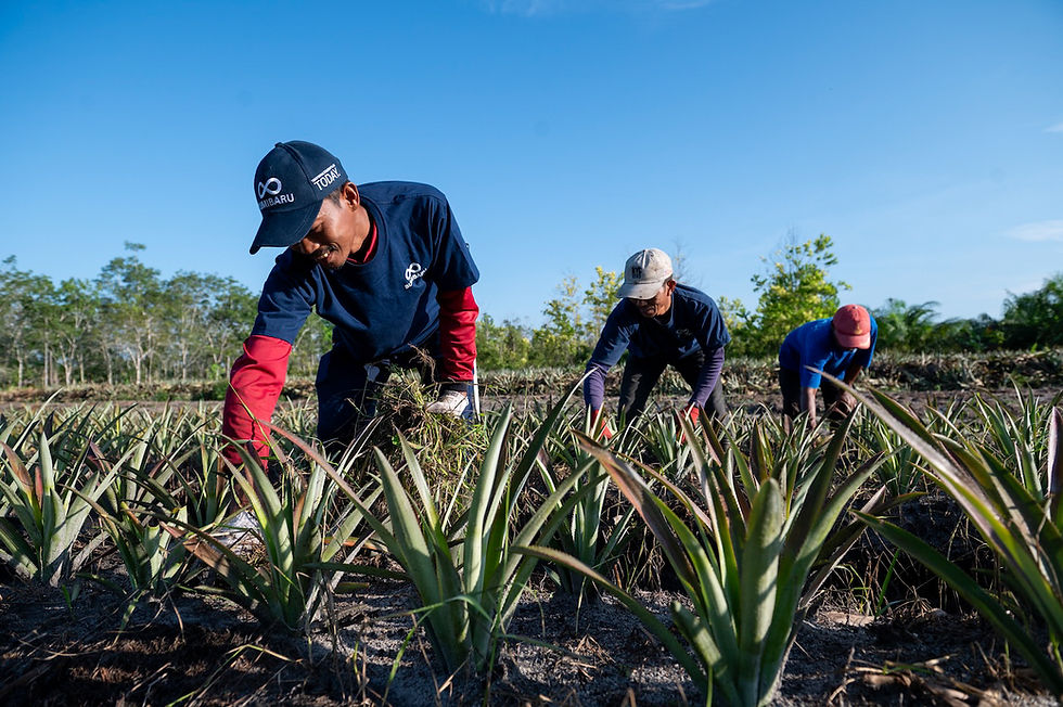 soil-restoration-service-indonesia-7.jpg