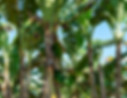 Plantation Land Lease Indonesia