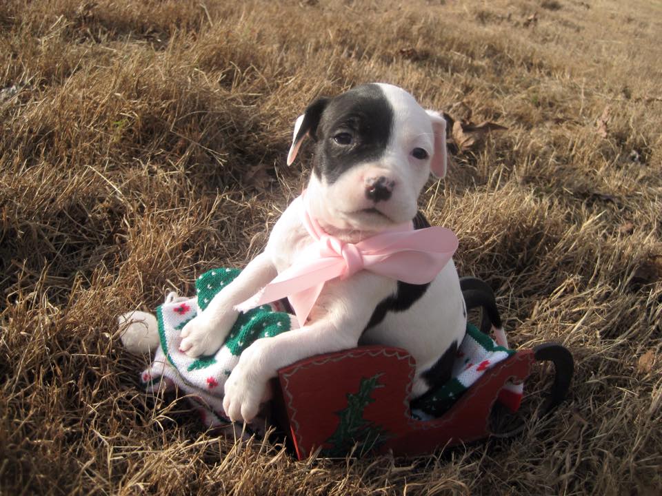 PRANCER