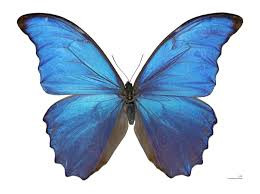 NGSS PBL biomimicry