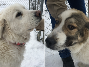Tips lead to recovery of dogs stolen from Teller County - KRDO